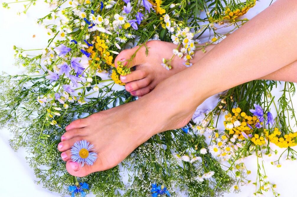 Herbes des varices